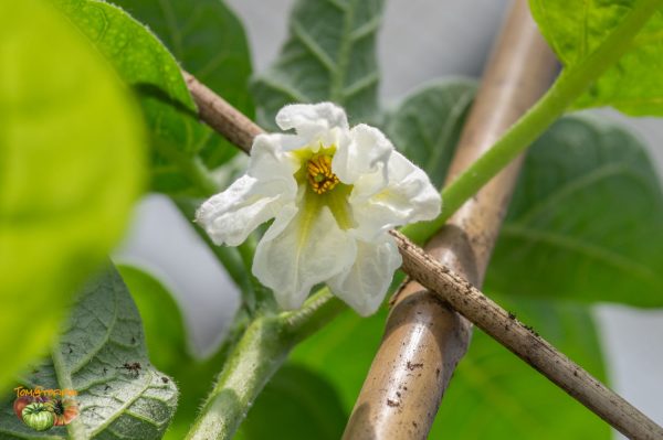 dwarf lime 28 mars 2019
