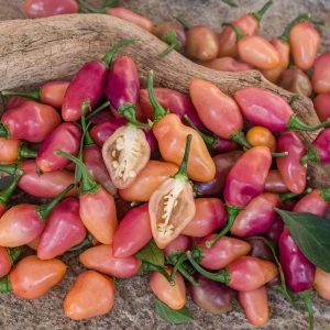 FIDALGA ROXA