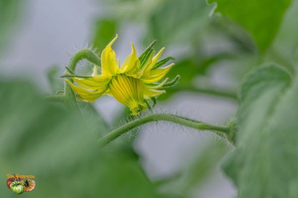 fleur kansas depression 27 avril 2019 2