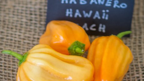 HABANERO HAWAÏ