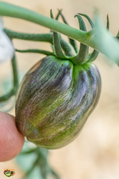 large atomic grape 05 juin 2019 3