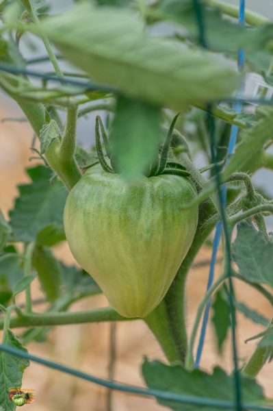 leningradsky giant 05 juin 2019 2