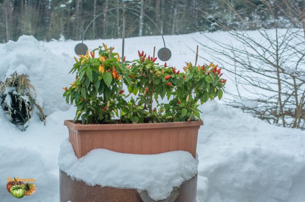 little elf 24 janvier 2019