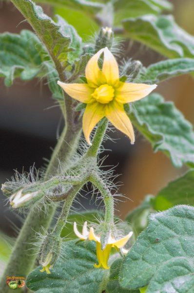 minibel 06 avril 2019