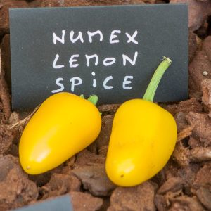 numex lemon spice 27 août 2017 2 2 2
