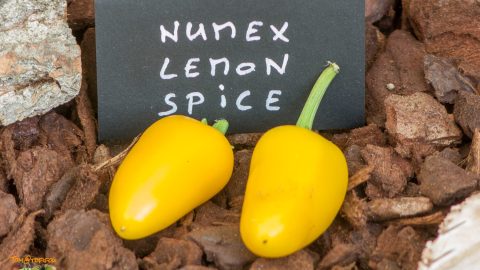 NUMEX  LEMON SPICE