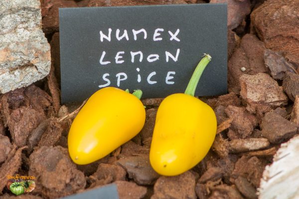 numex lemon spice 27 août 2017 2 2 2