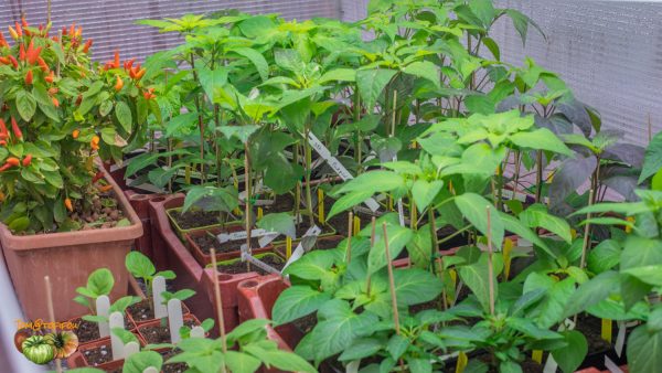 piments 06 février 2019 5