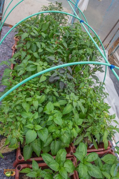 piments 09 mars 2019