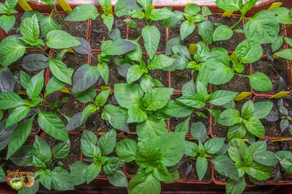 piments 10 janvier 2019 2