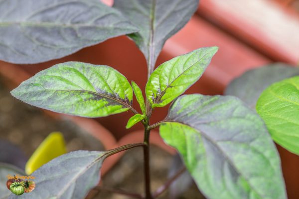 piments 10 janvier 2019 6