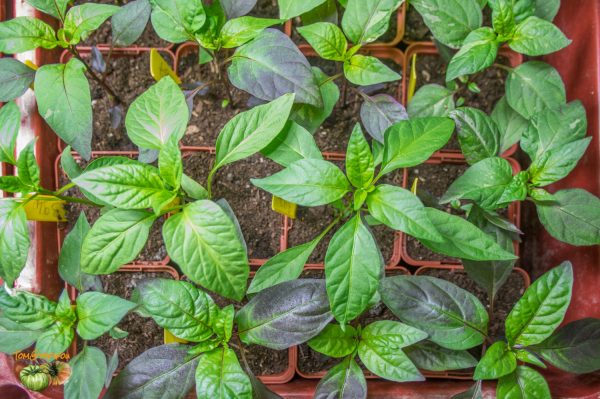 piments 10 janvier 2019