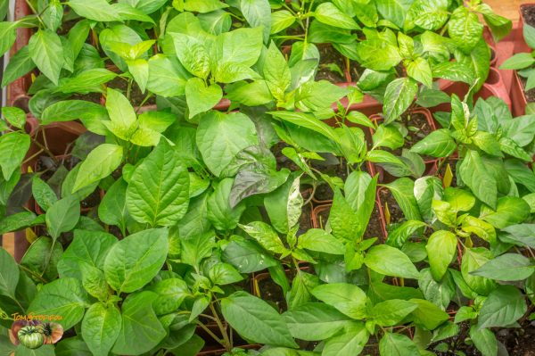 piments 24 janvier 2019 2