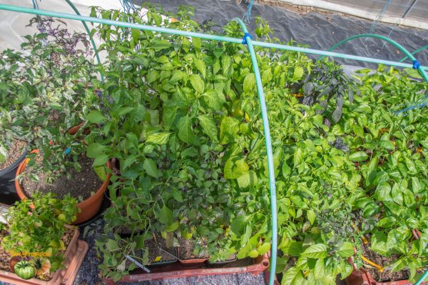 piments 26 mars 2019