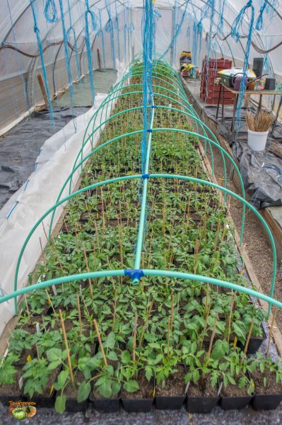 plant 08 avril 2019