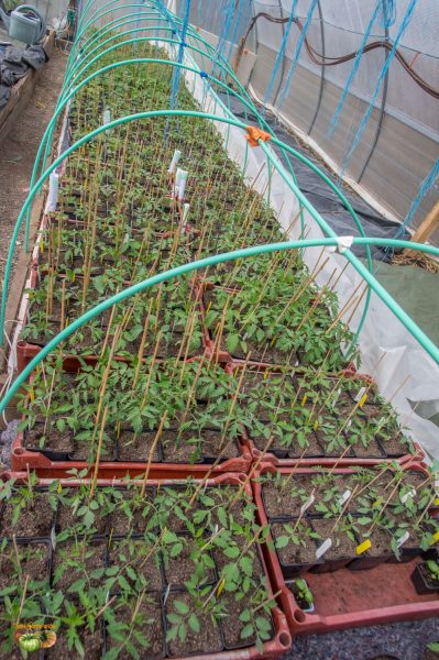 plants 08 avril 2019 2