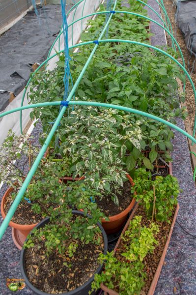 plants 09 mars 2019 2