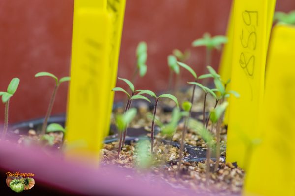 plants 09 mars 2019 3