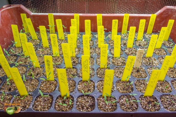 plants 09 mars 2019 4