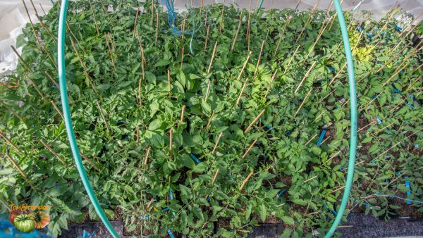 plants 14 avril 2019 3