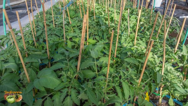 plants 14 avril 2019 6