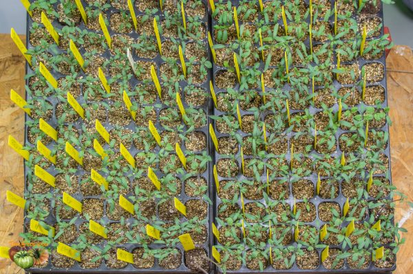 plants 14 mars 2019 3