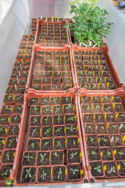 plants 15 mars 2019