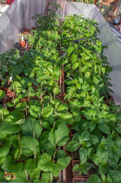 plants 18 février 2019 3