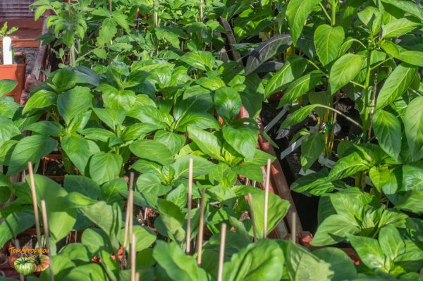 plants 18 février 2019