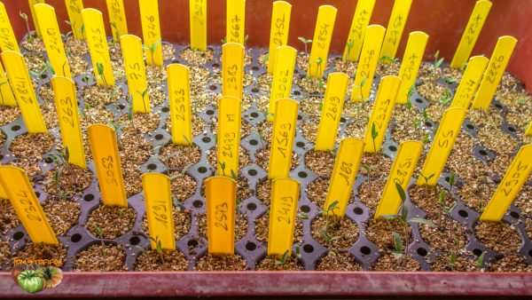 plants 2 semis 16 mars 2019