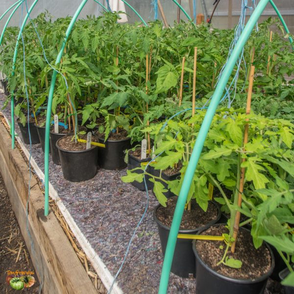 plants 27 avril 2019 6