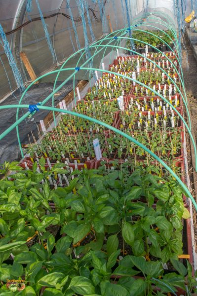 plants 28 mars 2019 3