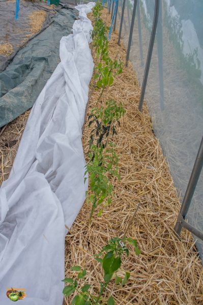 plants piments serres 27 avril 2019