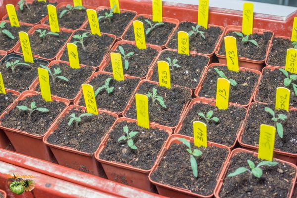 plants repiquage 14 mars 2019
