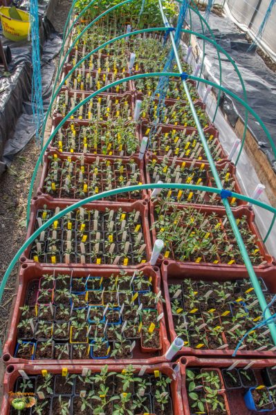 plants tomates 28 mars 2019