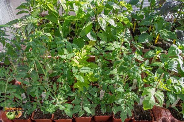 plants tomates 18 février 2019