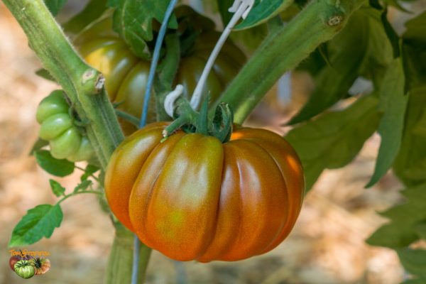 pleated carnelian 06 juillet 2022