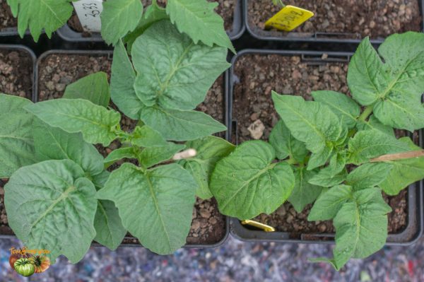 potato leaves 08 avril 2019