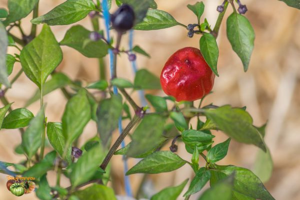 pumpkin chili 22 mai 2019