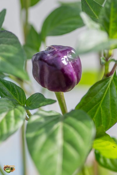 pumpkin chili 28 mars 2019 2