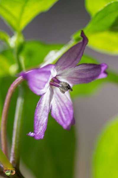 purple cayenne 05 mars 2019