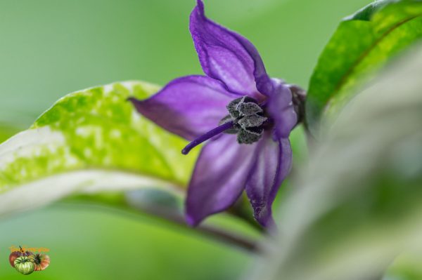 purple flash 