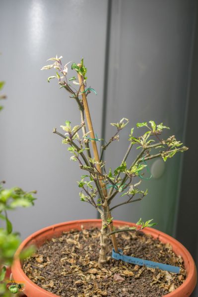 purple tiger 06 février 2019 2