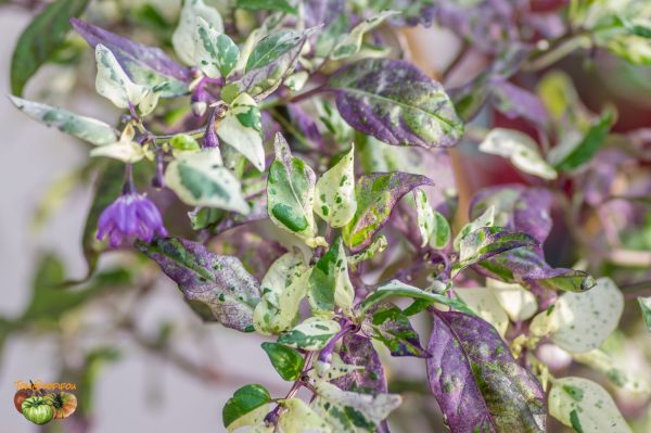 purple tiger 29 mai 2019