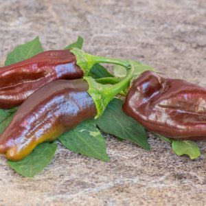 sladkiy chokolad