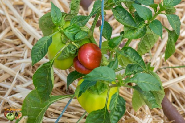 super red pimento 13 juin 2019