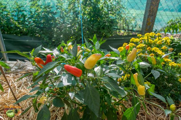 SNACK PEPPER - Image 4