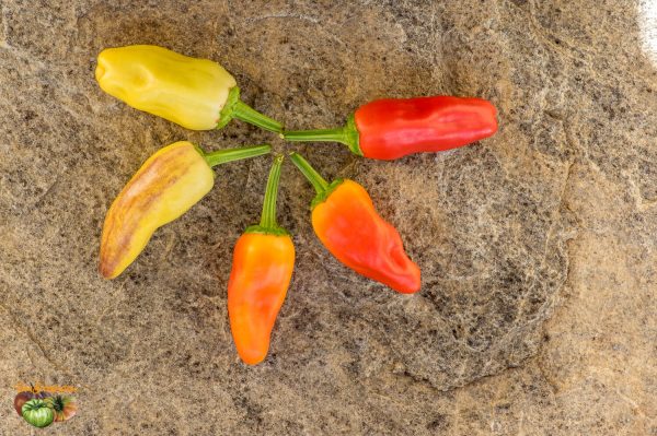 SNACK PEPPER - Image 2