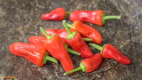 SNACK PEPPER