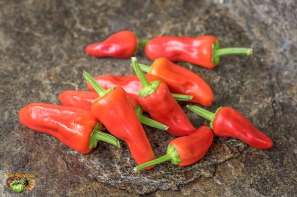 snack pepper